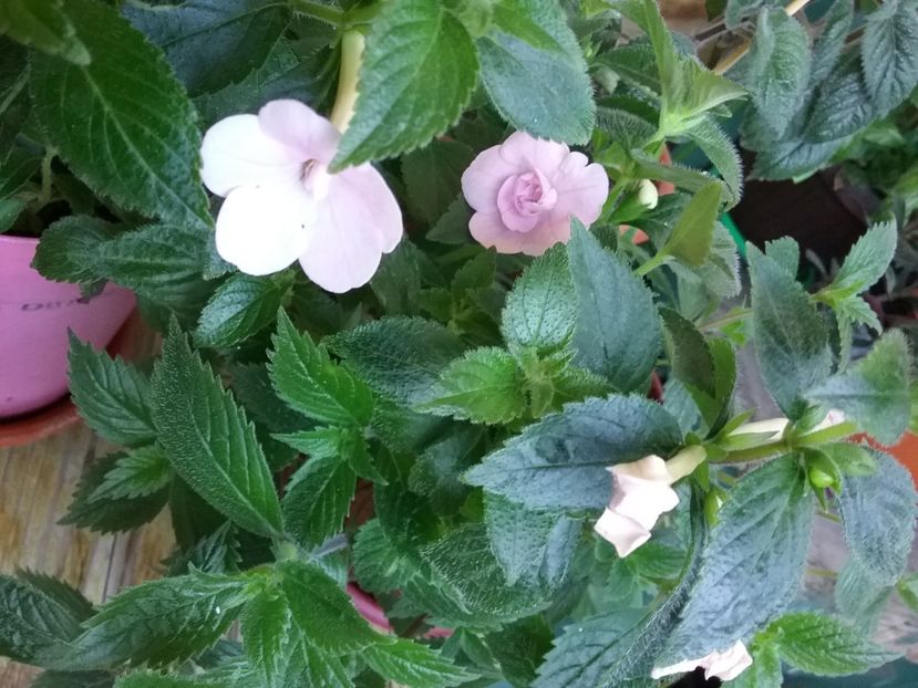  - Double Pink Rose