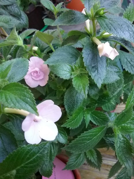  - Double Pink Rose
