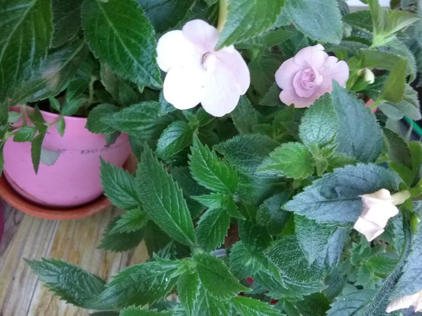  - Double Pink Rose