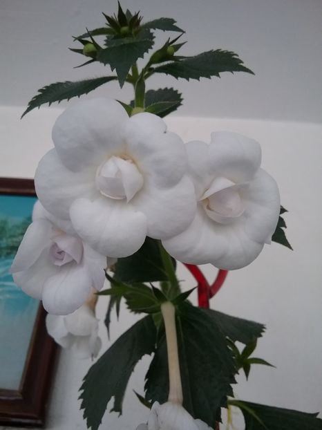  - AAA RIZOMI ACHIMENES DISPONIBILI -2023