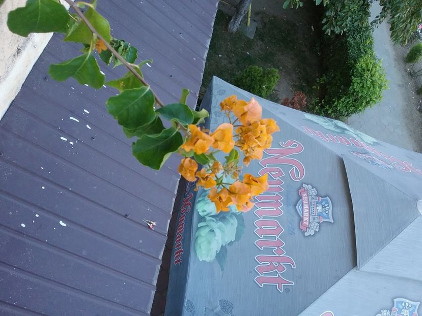  - Bougainvillea