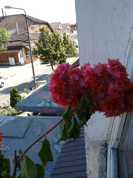  - Bougainvillea