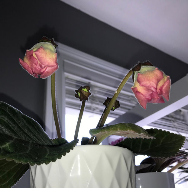  - Plante de interior 2019