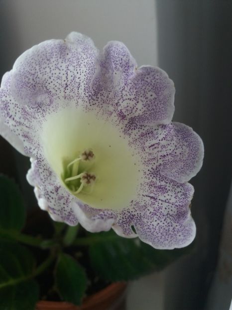  - gloxinia 2019