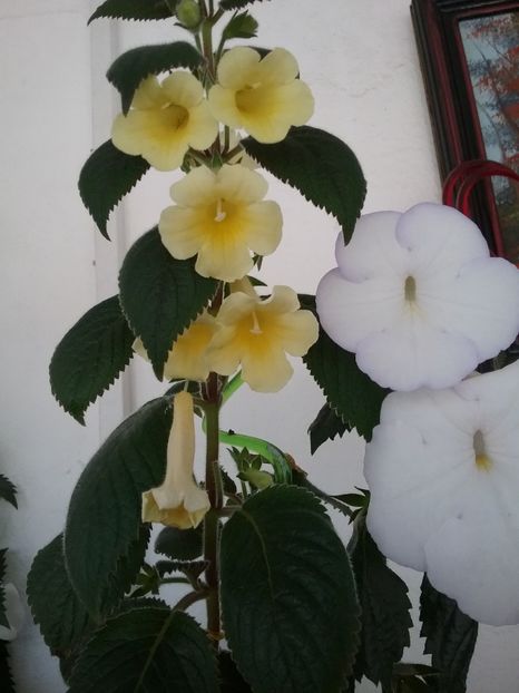  - 2016 achimenes