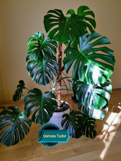 MONSTERA DELICIOSA - Philodendron