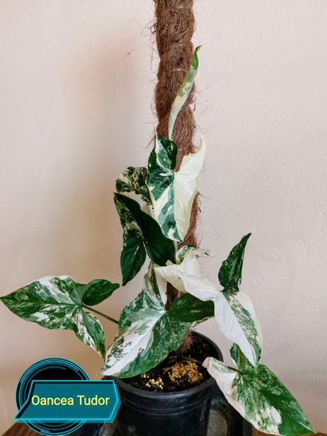 Syngonium Podophyllum Albo-Variegatum - Philodendron