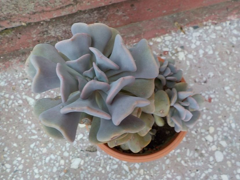  - echeveria cubic frost