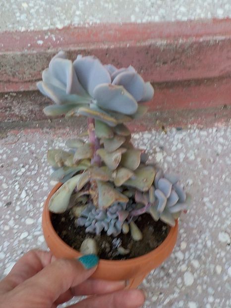  - echeveria cubic frost