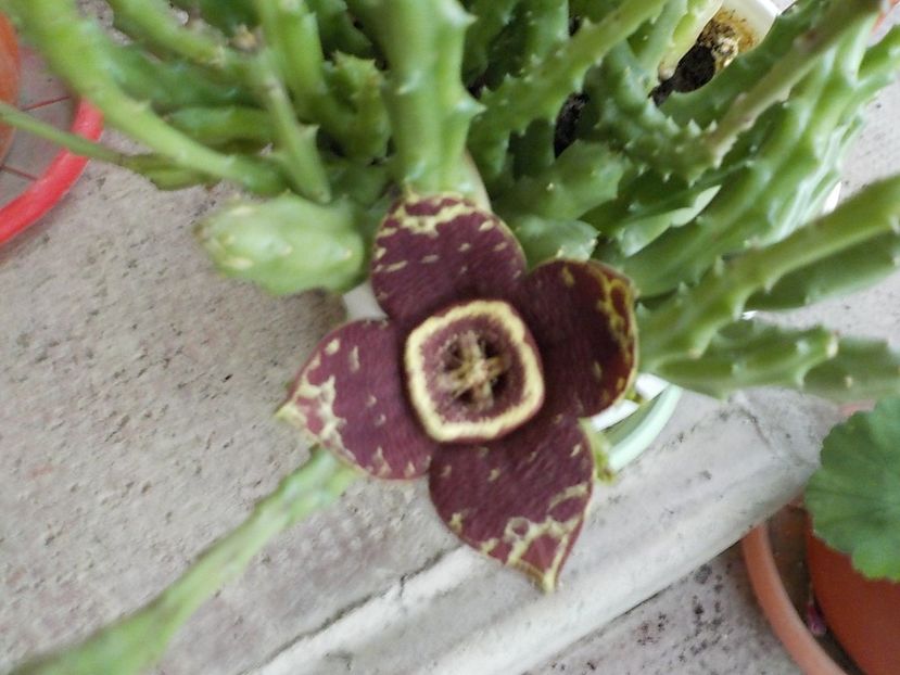  - Genul Stapeliade