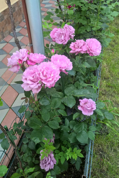 valynedelcu@yahoo.com rose.0122 - Blue Queen