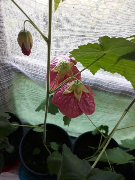  - Abutilon din seminte