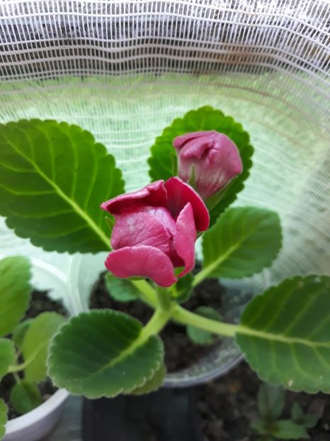  - Gloxinia din seminte