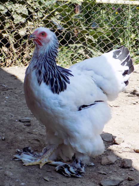  - VIITOR SPERANTE PTR 2020