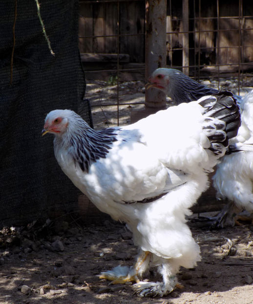  - VIITOR SPERANTE PTR 2020