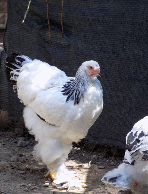  - VIITOR SPERANTE PTR 2020