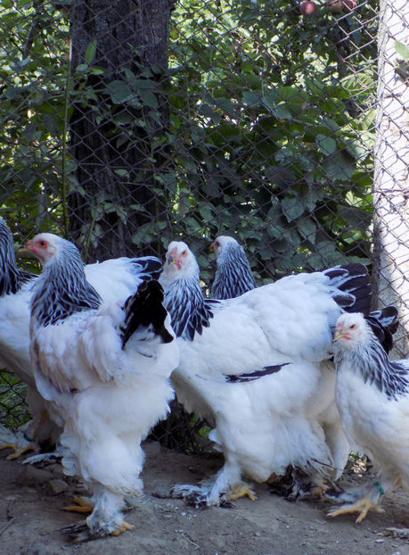  - VIITOR SPERANTE PTR 2020