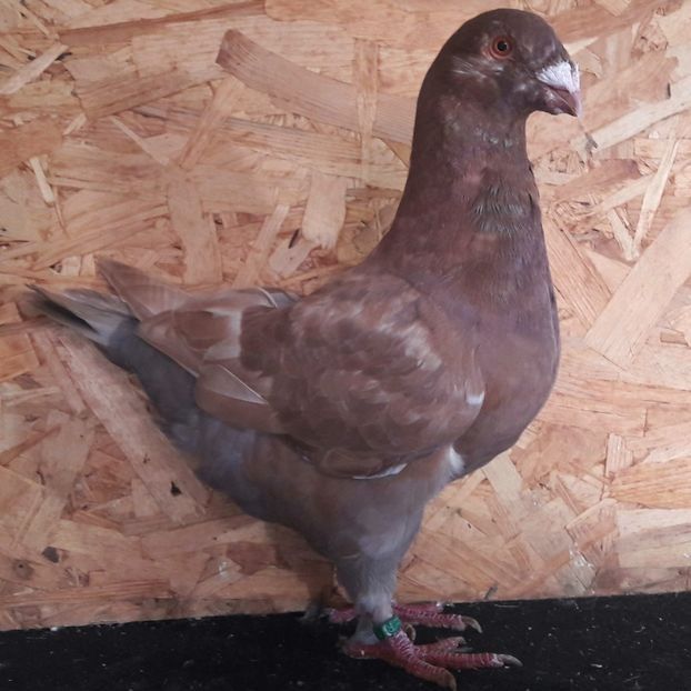 M19 - 3---AGH DAȚI 2019 - 2025