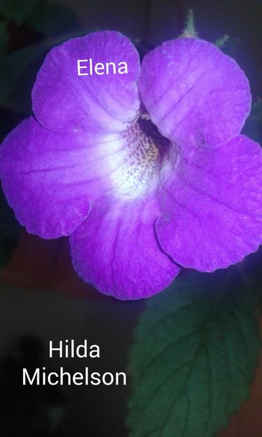 16_ Hilda Michelson - 2019 - ACHIMENES
