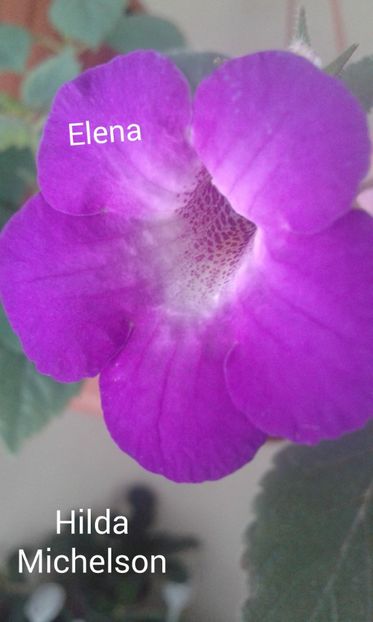 16_ Hilda Michelson(1) - 2019 - ACHIMENES