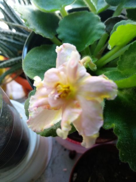  - Mellow Yellow de la Carmendobrescu