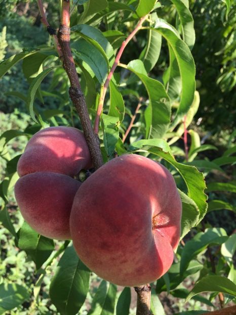  - piersic PLATICARP -------- plat