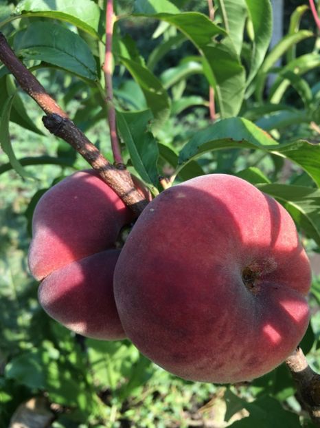  - piersic PLATICARP -------- plat