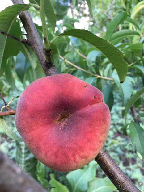  - piersic PLATICARP -------- plat