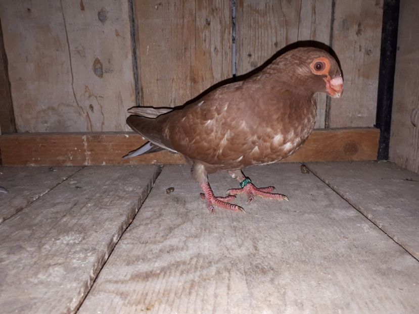 F vîndută - I3 _ tineret 2019