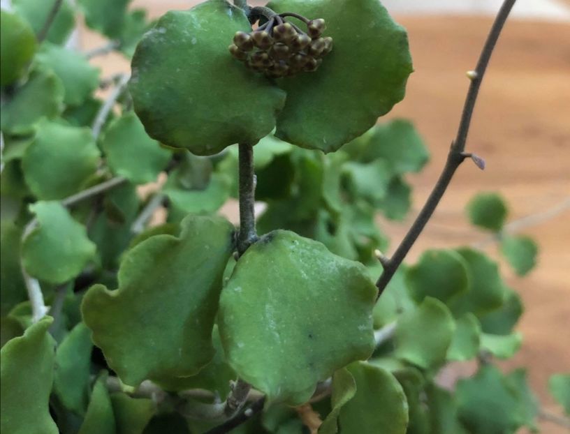 D853101C-6E73-4F81-AEF0-E6A37B0962A6 - Kanyakumariana