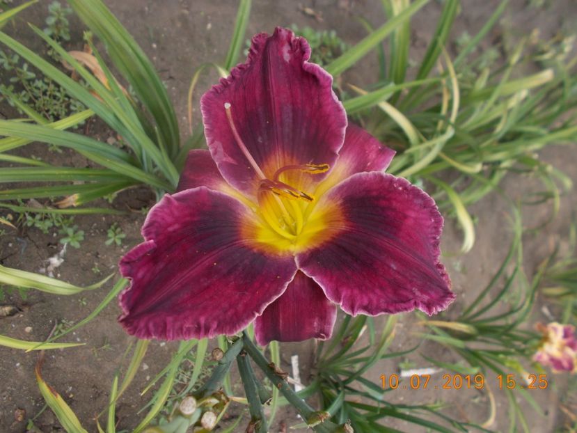 wianah double purple-15lei - HEMEROCALLISI DISPONIBILI-2019
