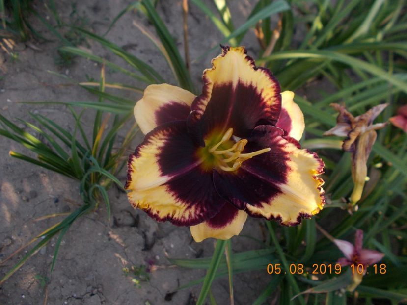 tiger blood-15lei - HEMEROCALLISI DISPONIBILI-2019