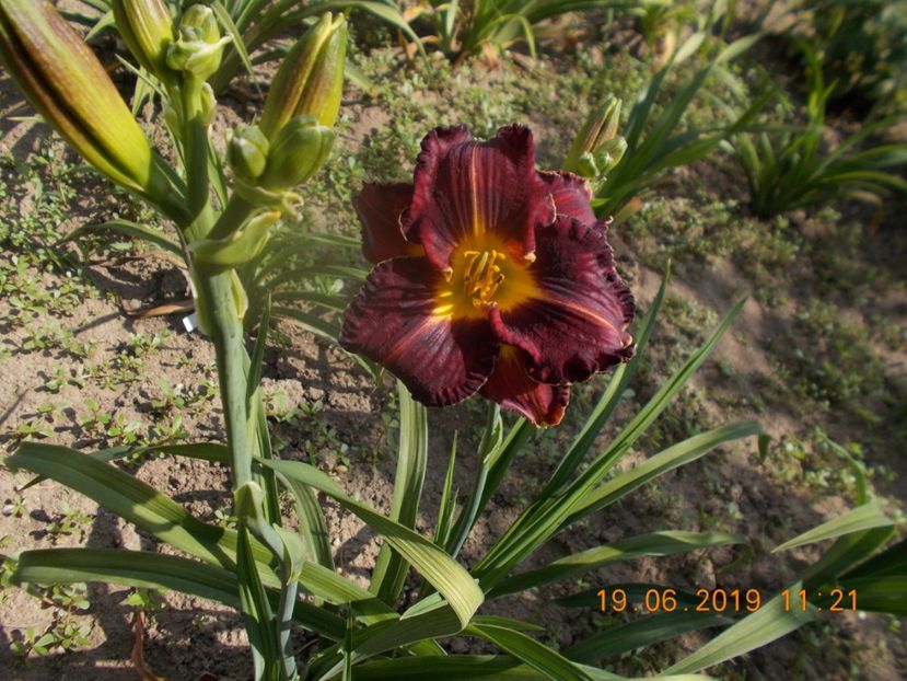 purplecious-15lei - HEMEROCALLISI DISPONIBILI-2019