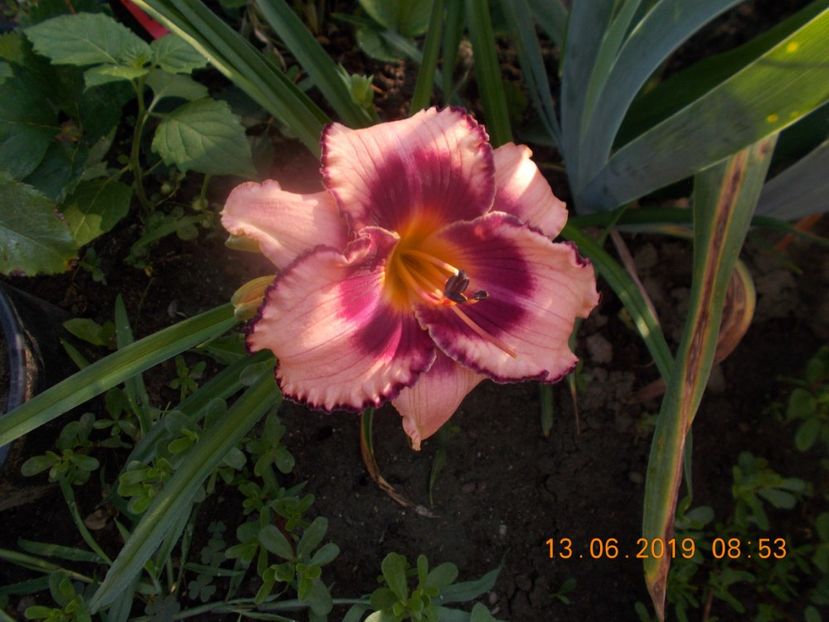 unusual-15lei - HEMEROCALLISI DISPONIBILI-2019