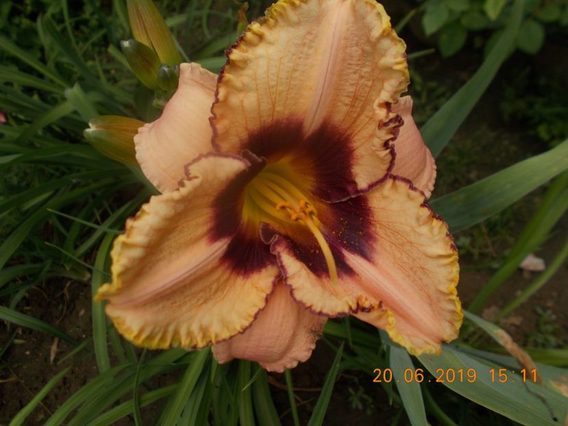 all american-10lei - HEMEROCALLISI DISPONIBILI-2019