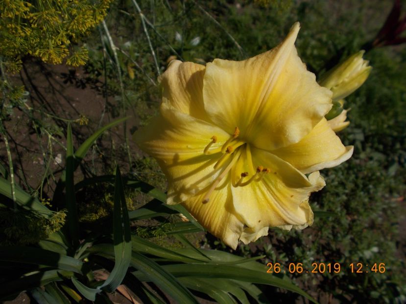 tegulla and lime-12lei - HEMEROCALLISI DISPONIBILI-2019