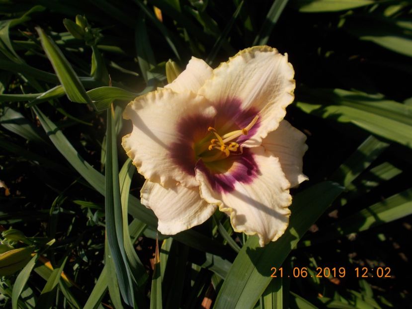custard candy-8lei - HEMEROCALLISI DISPONIBILI-2019
