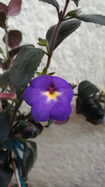  - R21 - RF s Shascha Kronick