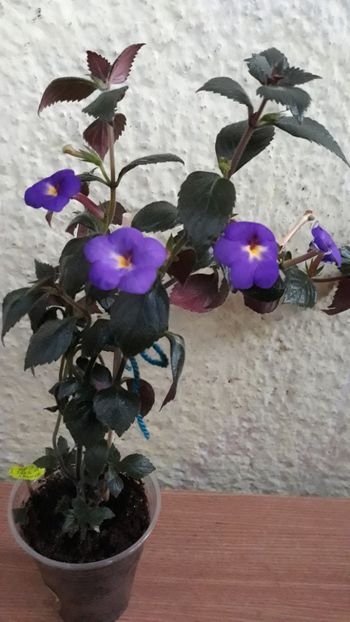  - R21 - RF s Shascha Kronick