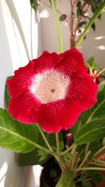  - gloxinii_2019