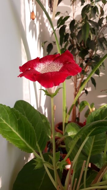  - gloxinii_2019