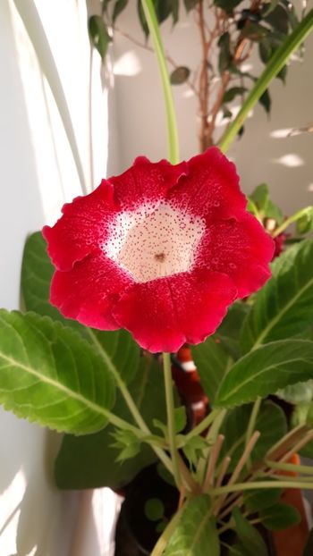  - gloxinii_2019
