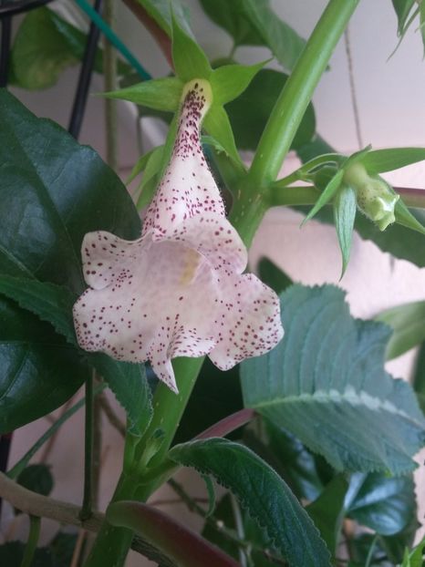 sinn. gesneriifolia (Sao Fidelis) ( 7-08-2019) - Sinningii 2019