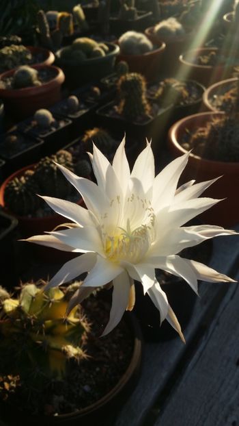  - cactusi 2019