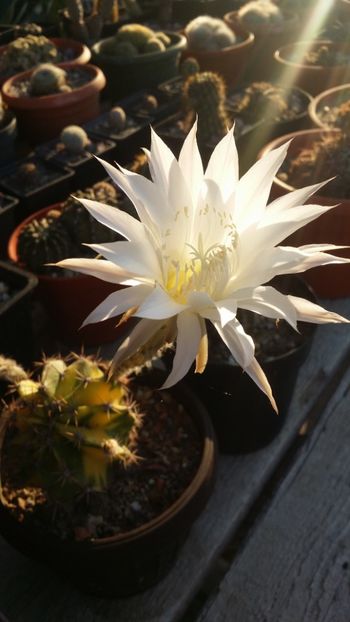 - cactusi 2019