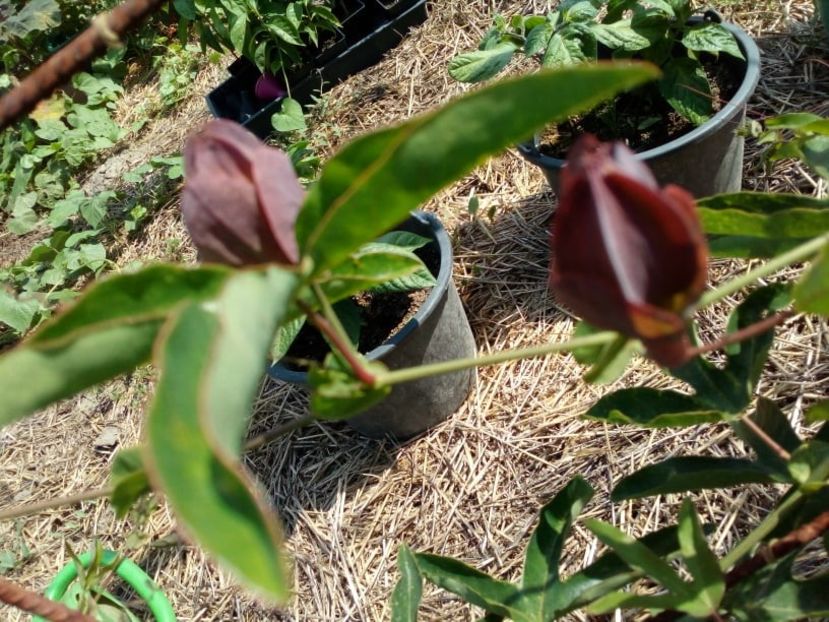  - Z SEMINTE PASSIFLORA -