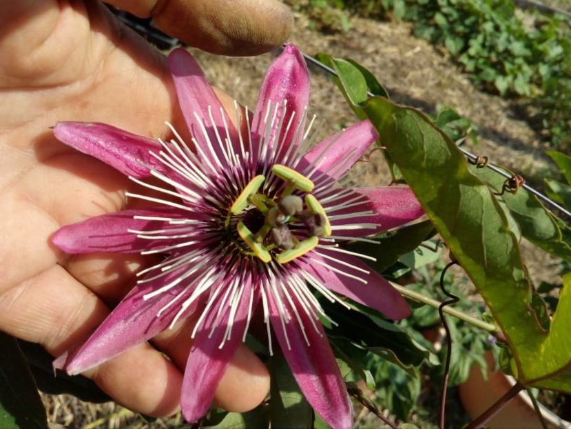  - Z SEMINTE PASSIFLORA -