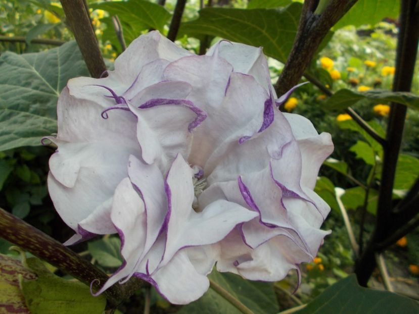  - SEMINTE DATURA - D 33 DATURA DEVILS TRUMPET