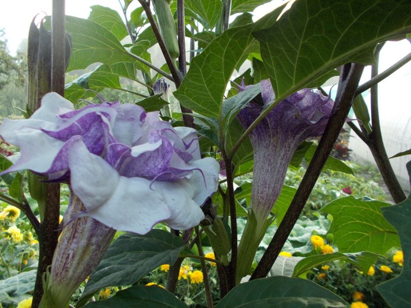  - SEMINTE DATURA - D 33 DATURA DEVILS TRUMPET