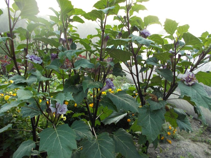  - SEMINTE DATURA - D 33 DATURA DEVILS TRUMPET